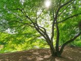 Sun peaking through maple tree