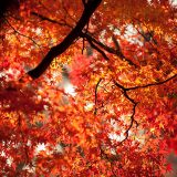 Red foliage of a Japanese Maple