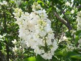 close up of two white clusters of lilacs