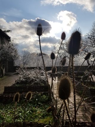 Photo of thistles