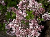 cluster of white and purple flowers from a lilac bush