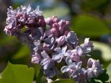 close up of blue and purple lilac flowers