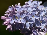 close up of a cluster of blue four petal flowers and purple closed buds
