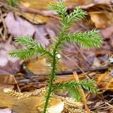 Photo of clubmoss growing in a forest