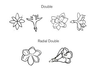 three drawings of double lilac flowers