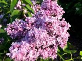 large cluster of pink delicate lilac flowers