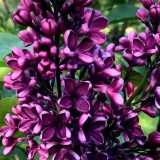 close up deep purple lilac flowers