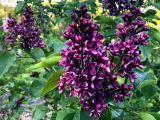 two clusters of deep purple lilac flowers