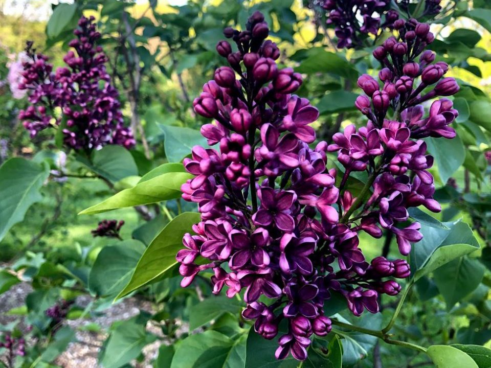 History of Lilacs New York Botanical Garden