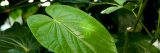 A large green kava leaf.