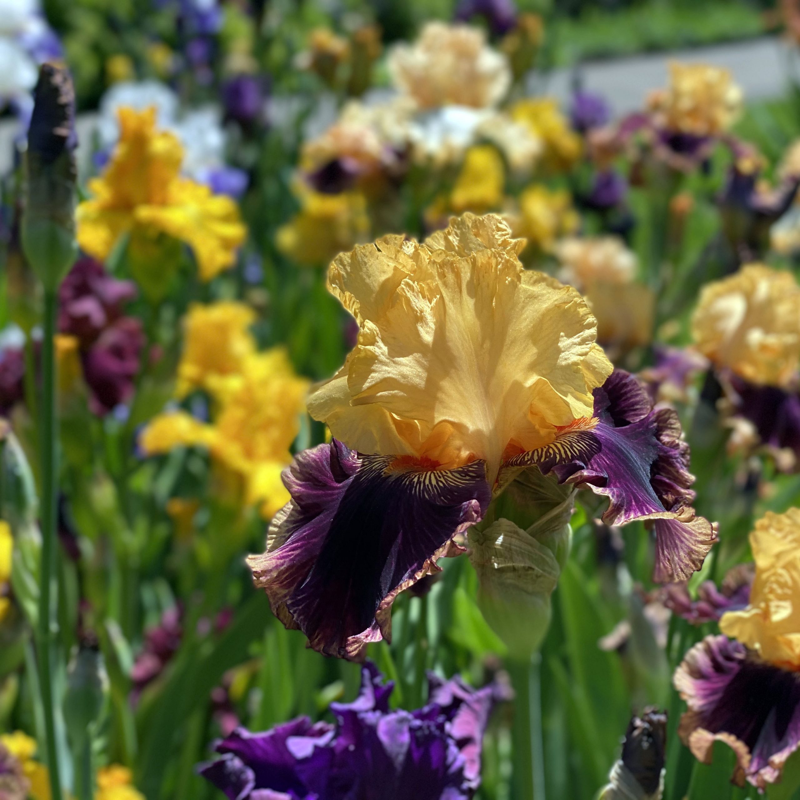 Photo of an iris
