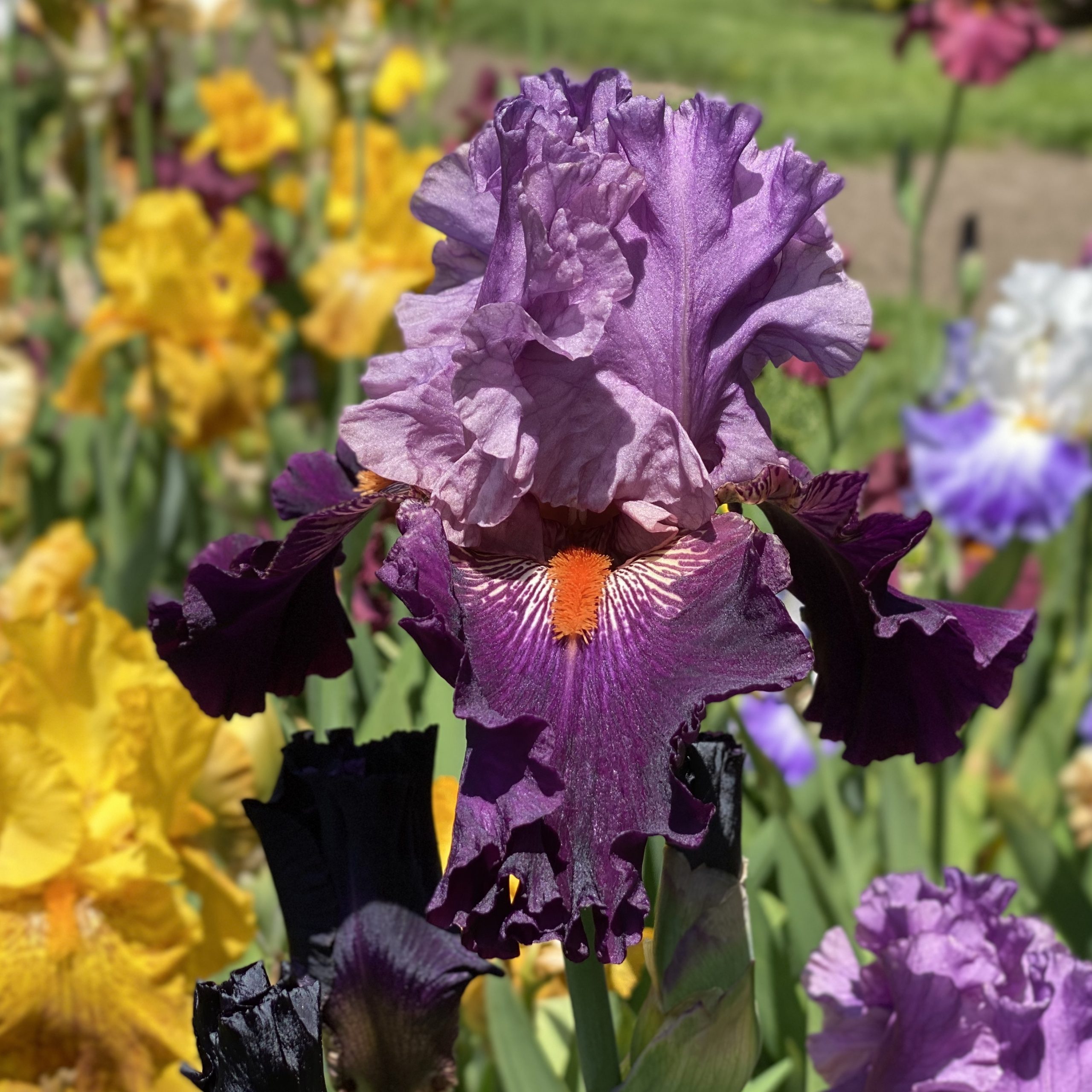 Photo of an iris