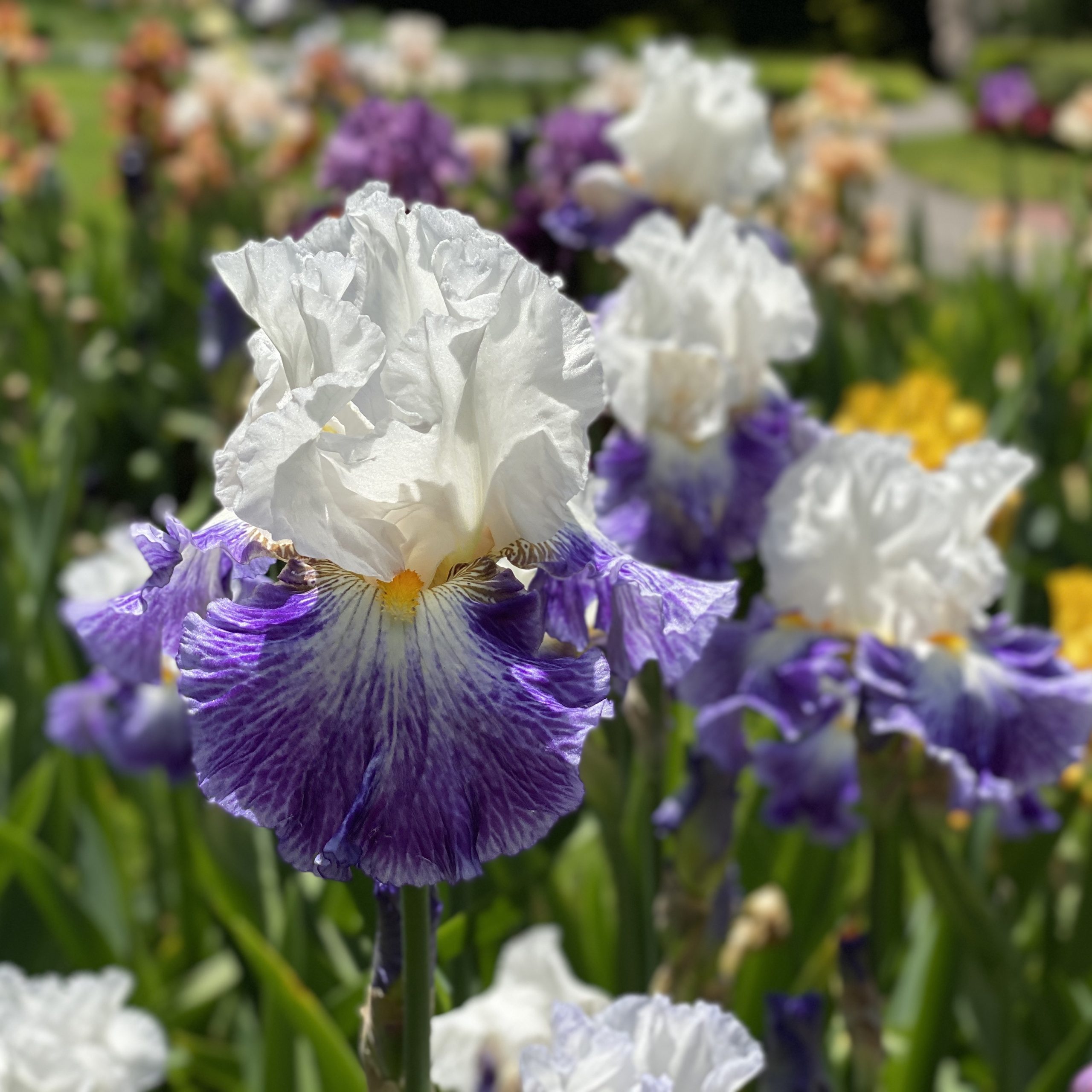 Photo of an iris