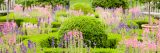 Small pink and purple flowers amongst bright green bushes and trees.