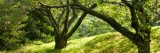 Green grass covered hill with green trees.