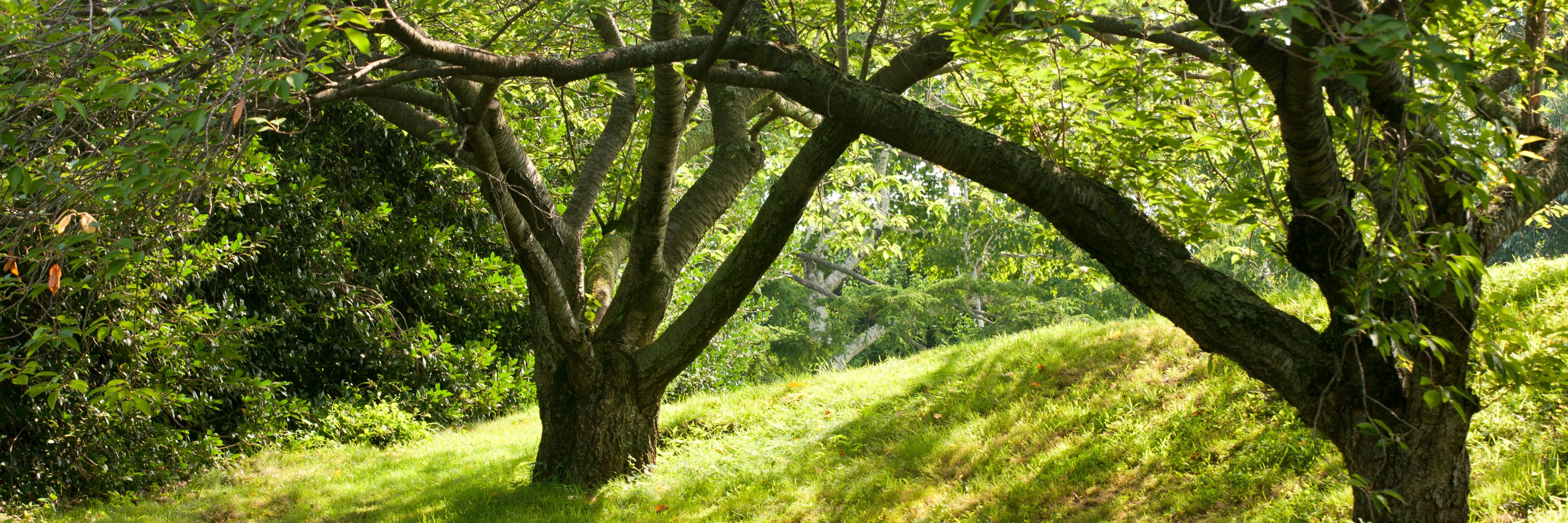 Cherries New York Botanical Garden