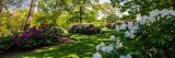 Purple, red and white peonies growing from green bushes on top of green grass surrounded by green trees.