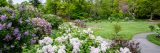 purple pink and white lilac bushes