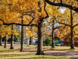 Tulip trees with golden and orange leaves falling to the green grass and pathway below them.