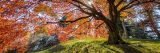Tall tree with orange and gold leaves atop a hill of green grass below blue skies.