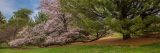 Green trees and pink flowering branches on trees surrounded by green grass and brown mulch below blue skies.