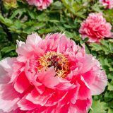 Close up of large pink tree peony with green leaves behind it