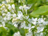 close up of a cluster of white lilac flowers