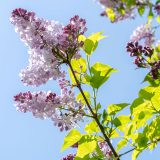 Photo of purple lilacs