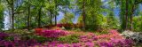 Purple, red, white and pink azaleas atop a hill of green grass and tall green trees all below blue skies.