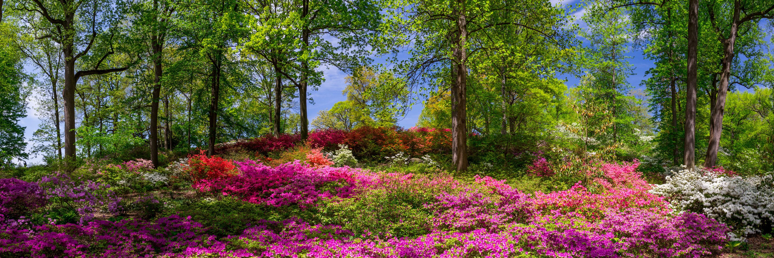 Azalea Garden » New York Botanical Garden
