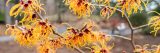 Closeup of orange snd dark burgundy witch hazel blooming from skinny, brown tree branches.