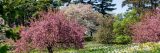 Green, pink and white flowering trees below blue skies.