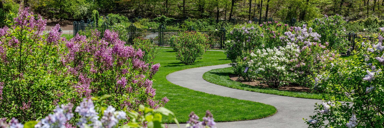 History of Lilacs New York Botanical Garden