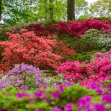 Photo of the Azalea Garden