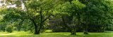 Green grass with lush, green trees.