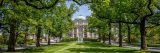 Tulip tree allee surrounded by green grass and tall green trees, leading up to the Mertz Library building below blue skies.
