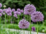 Purple alliums in full bloom