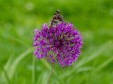 Bright purple allium with butterfly resting on it