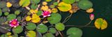Yellow and green water lilies with pink and white lotuses
