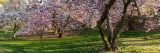 Pink and white flowering trees on green grass.