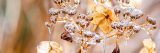 Yellow flowers and buds covered in ice