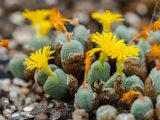 Small yellow flowers sprouting from little succulents