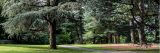 Tall green trees on bright green grass next to grey pathway