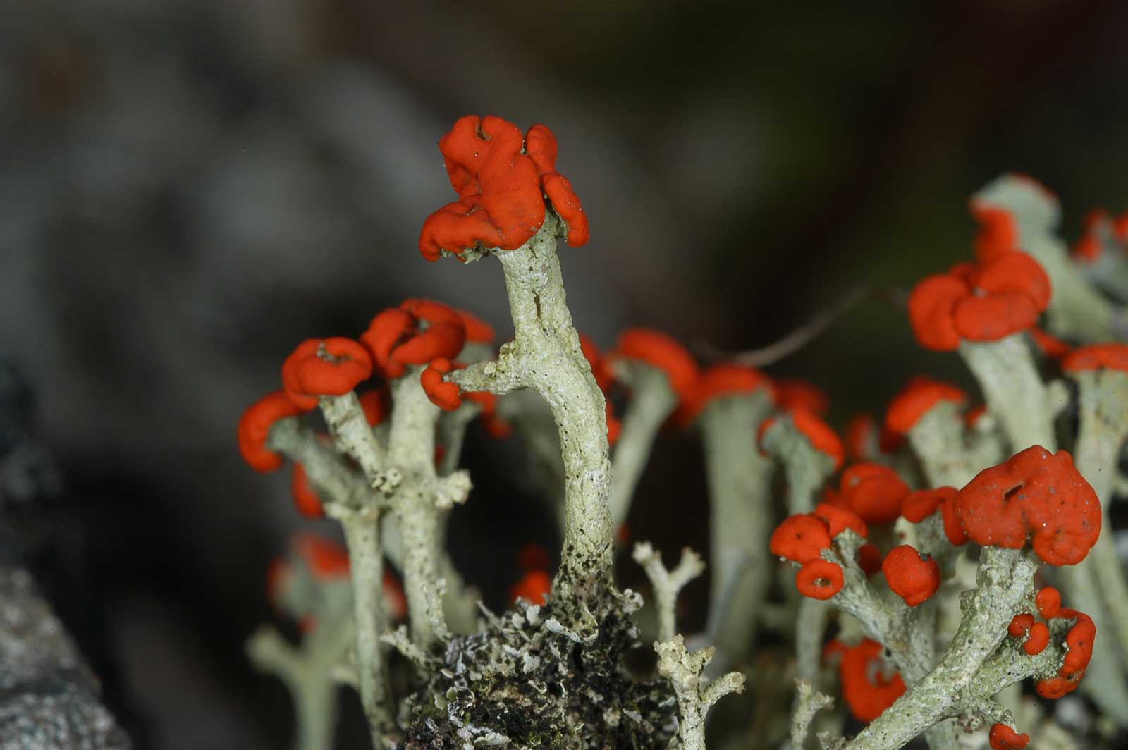 Photo of Cladonia cristatella