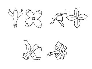 drawings of three types of single flower types