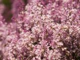 a bush of white and light purple flowers filling the entire image