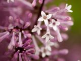 Close up of a white flower with four petals surrounded by unopened light purple buds