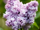 close up of a cluster of blue ish purple lilac flowers