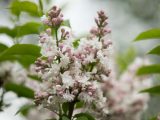 white flowers and pink buds of a lilac