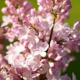 close up of pink lilac flowers